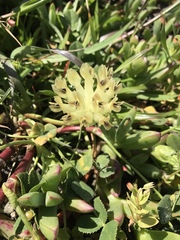 Trifolium fucatum