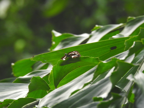 Limenitidinae
