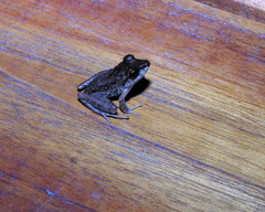 Craugastor fitzingeri