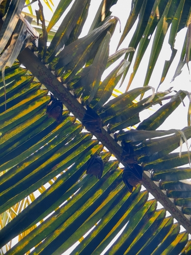Cynopterus sphinx observed 2026-10-22