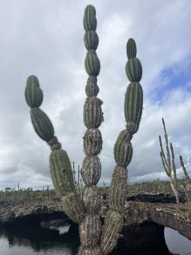 Jasminocereus thouarsii observed 2026-10-21