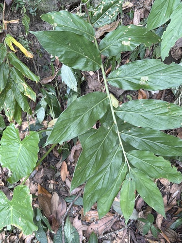 Zingiber observed 2026-10-22
