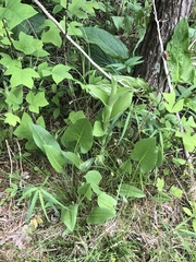 Cypripedium reginae