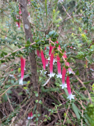 Epacris longiflora, 2026-10-22