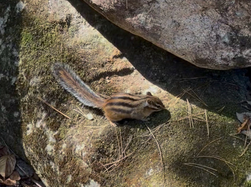 Tamias sibiricus observed 2026-10-22