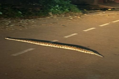 Python molurus, 2026-10-22