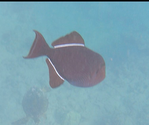 Melichthys niger observed 2026-10-21