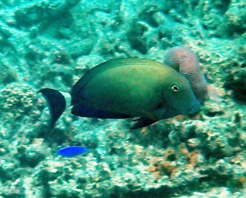 Acanthurus auranticavus observed 2026-10-19