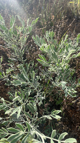 Senna artemisioides observed 2026-10-19