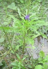 Stachytarpheta angustifolia