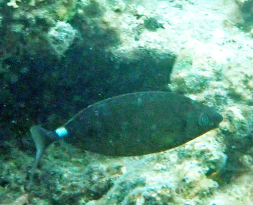 Siganus argenteus observed 2026-10-19