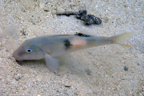 Parupeneus pleurostigma observed 2026-09-16