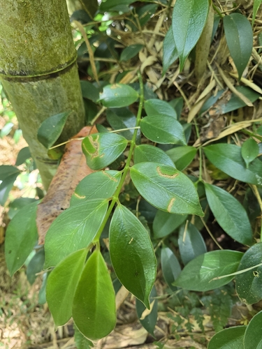 Aeschynanthus observed 2026-10-22