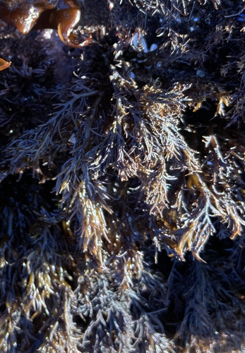 Odonthalia floccosa observed 2026-09-25