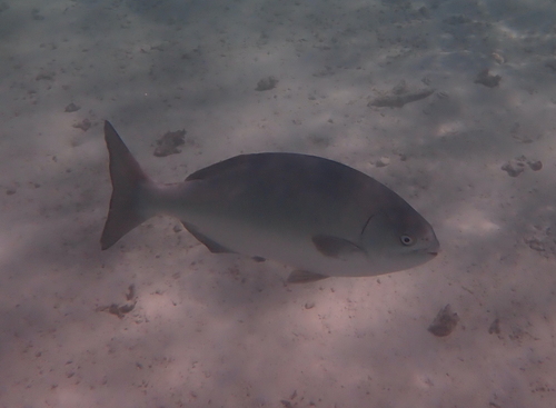 Kyphosus bigibbus observed 2026-10-05