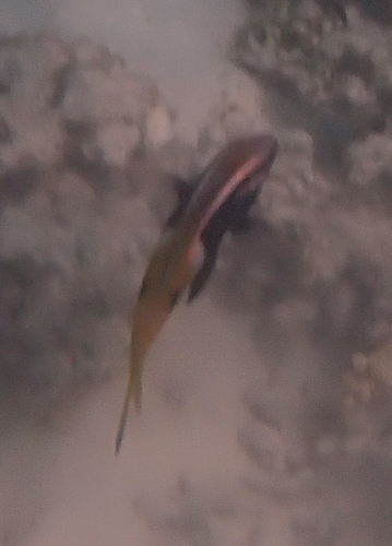 Parupeneus barberinoides observed 2026-10-05
