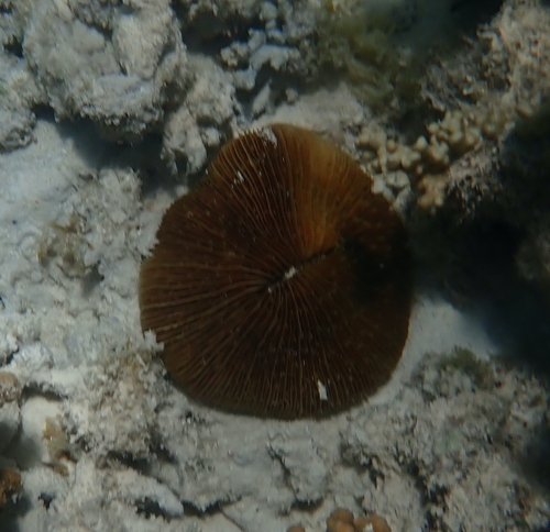 Fungia fungites observed 2026-10-05