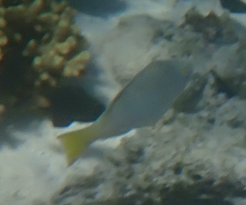Hipposcarus longiceps observed 2026-10-05