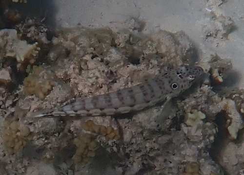 Parapercis clathrata observed 2026-10-05