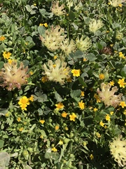 Trifolium fucatum