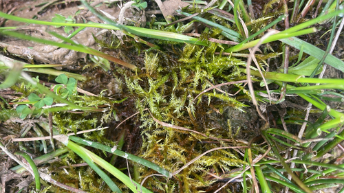 Calliergonella cuspidata observed 2026-10-22