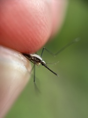 Anopheles plumbeus