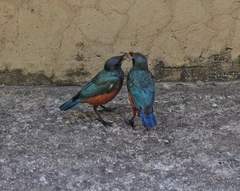 Lamprotornis pulcher