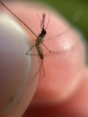 Anopheles plumbeus