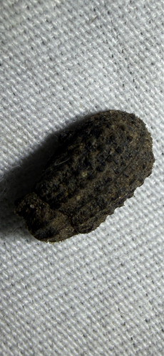 Hide beetle