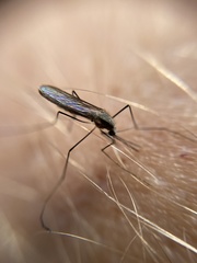 Anopheles plumbeus