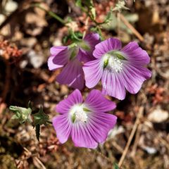 Malva punctata