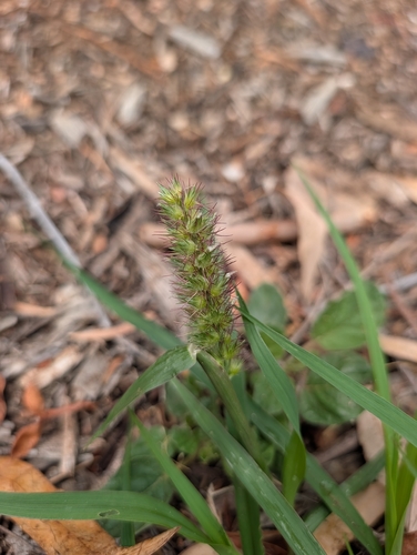 Cenchrus echinatus observed 2026-10-22
