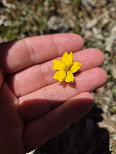 Goodenia pinnatifida observed 2026-10-22