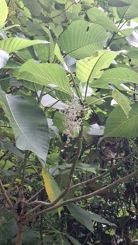 Dendrocnide meyeniana observed 2026-10-22