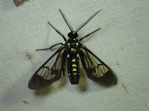 Xanthidae observed 2026-10-17
