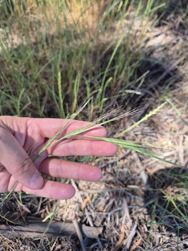 Anthosachne scabra observed 2026-10-22