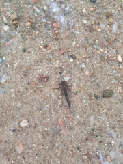 Calopteryx splendens