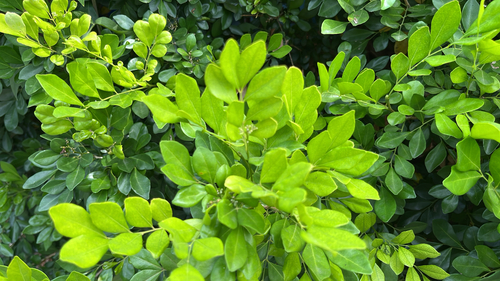 Murraya paniculata observed 2026-10-22