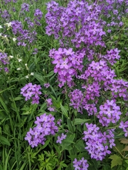 Hesperis matronalis