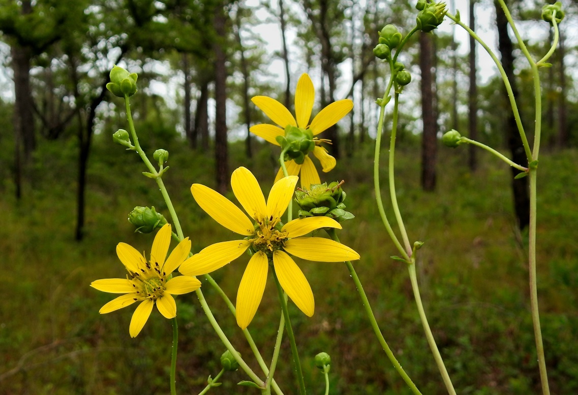 Silphium compositum