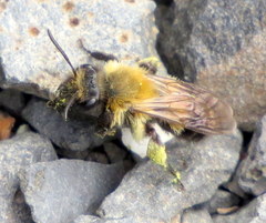 Andrena