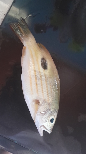 Lutjanus fulviflamma observed 2026-10-20
