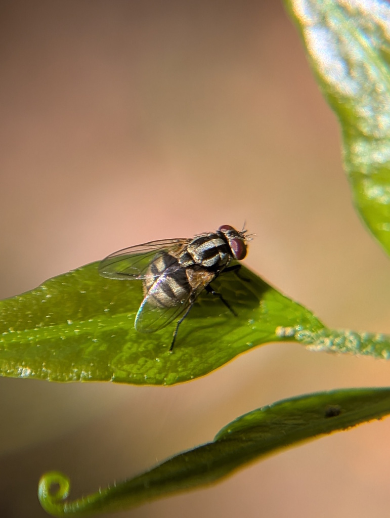 Musca cassara