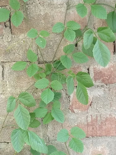 Causonis trifolia observed 2026-10-21