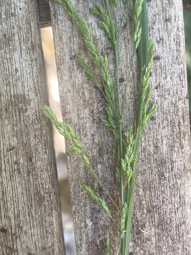 Poa trivialis observed 2026-10-22