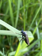 Dioctria atricapilla