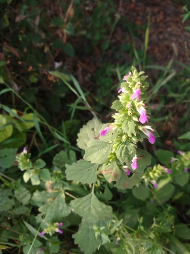 Anisomeles indica observed 2026-10-21