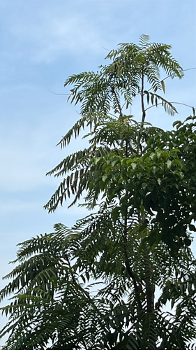 Toona sinensis observed 2026-10-22