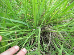 Eriochloa sericea
