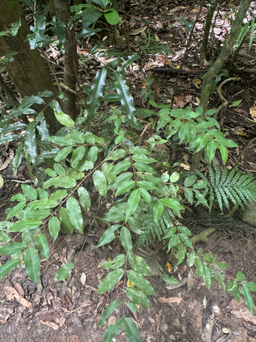 Pilidiostigma tropicum observed 2026-10-22